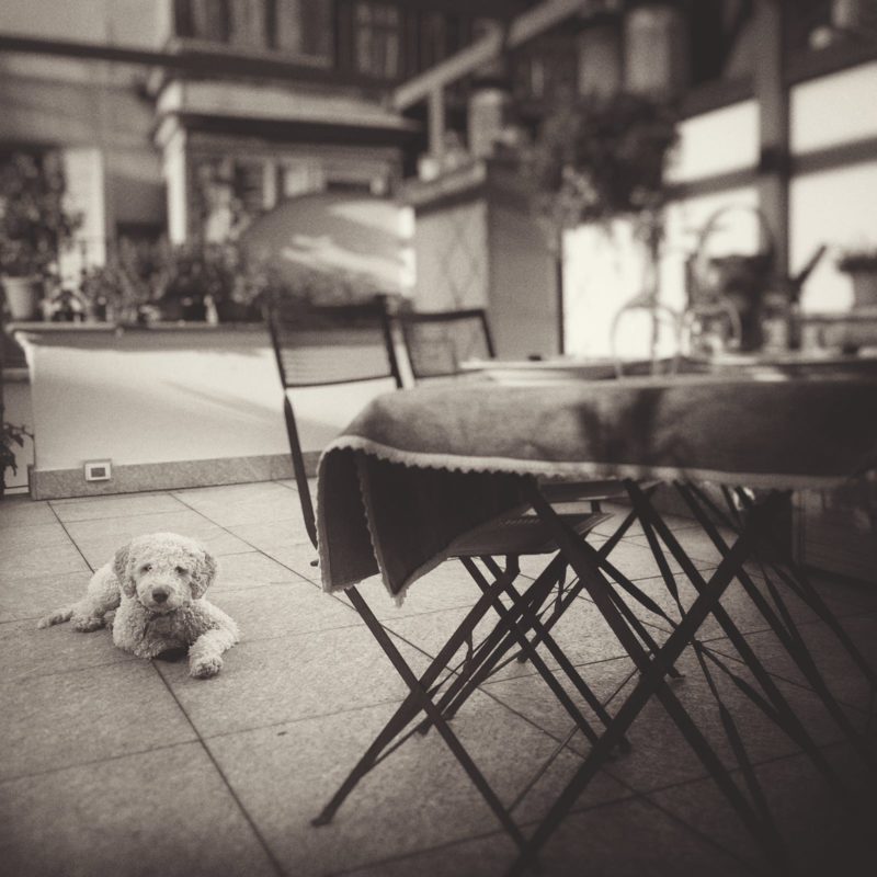 Terrace & Renzo the dog
