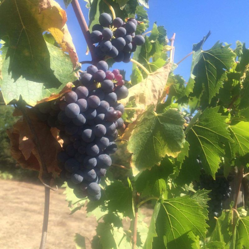 grapes at Statiano