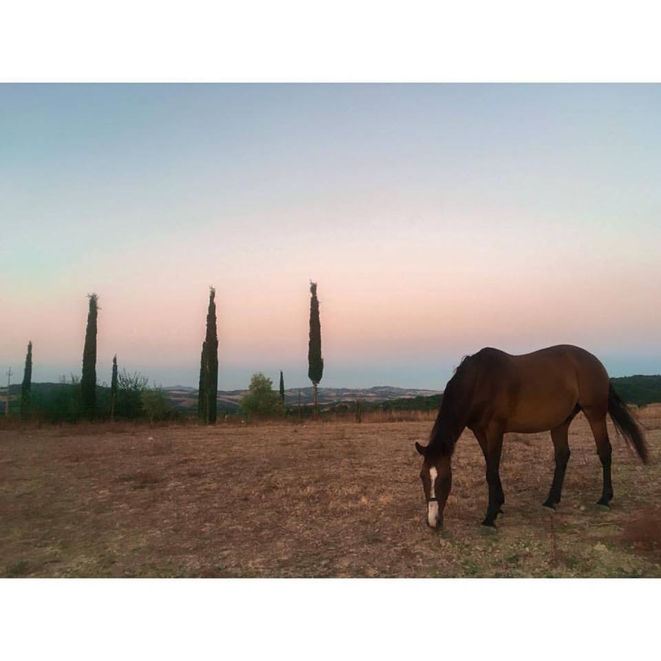 horses-statiano