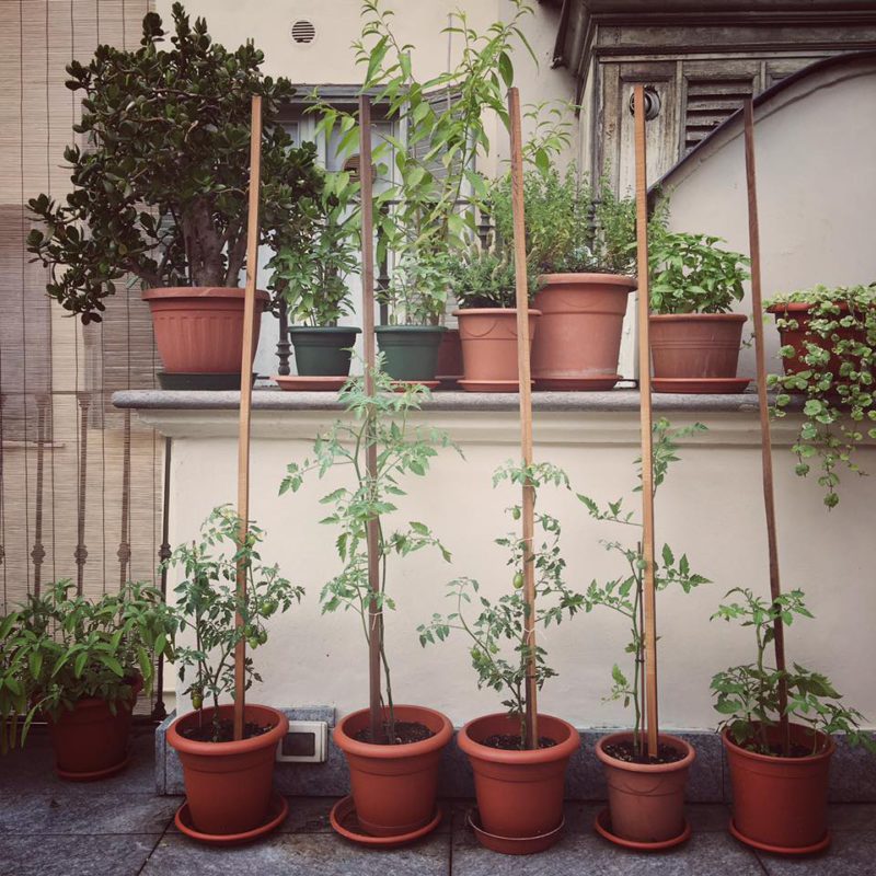 Terrace & herbs
