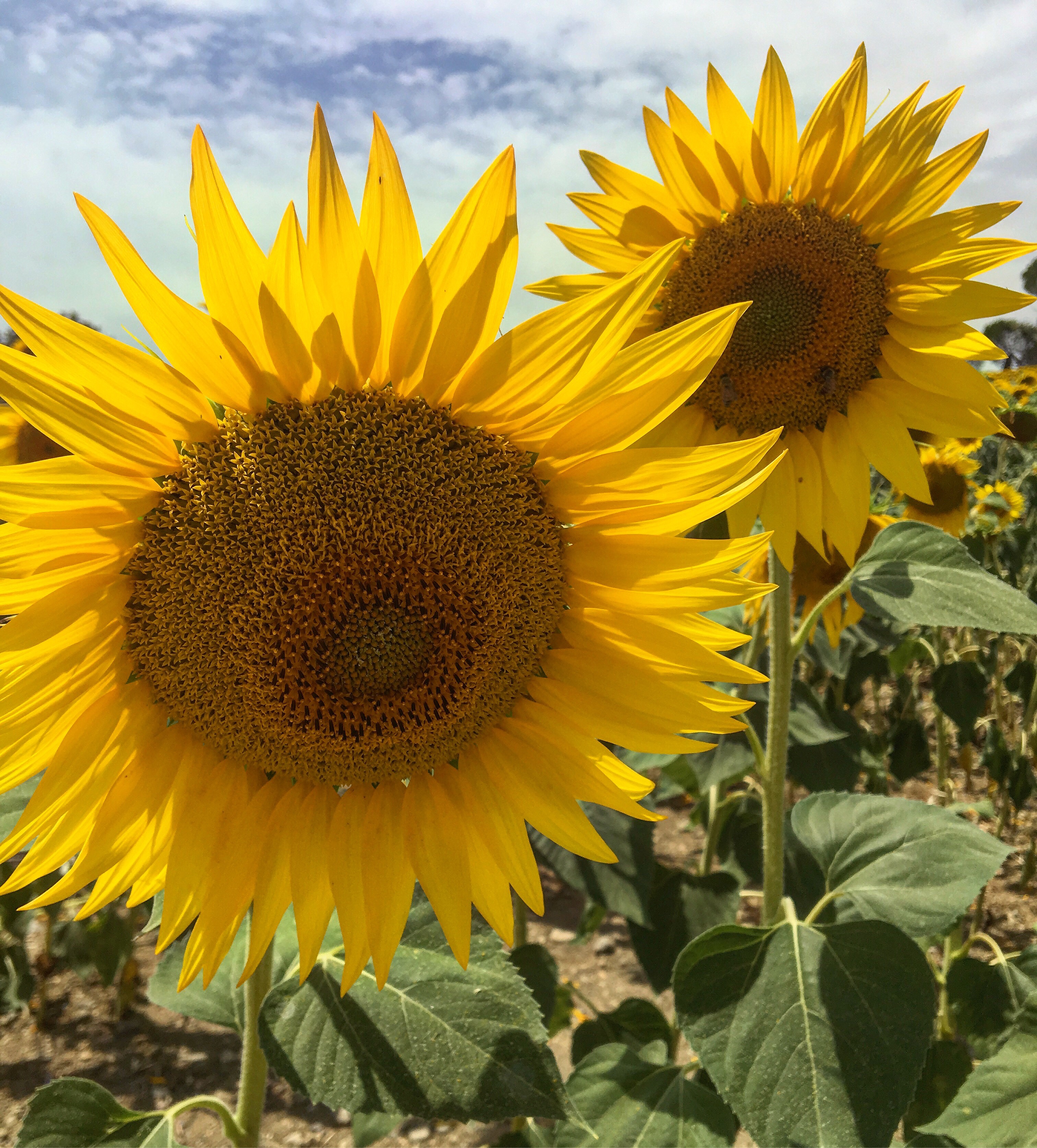 Rustic Toscana sunflowers